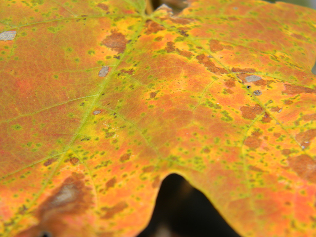 Maple Leaf Closeup by sfeldphotos