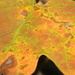 Maple Leaf Closeup by sfeldphotos