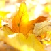 Autumn yellow by vincent24