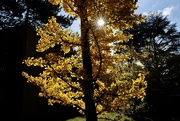 31st Oct 2020 - Yellow tree