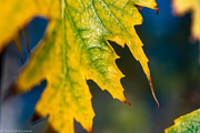 2nd Nov 2020 - Green and Yellow Leaf 