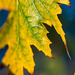 Green and Yellow Leaf  by theredcamera