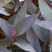 Purple-heart (Tradescantia pallida) by marlboromaam