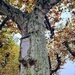 Tree eating a box.  by cocobella