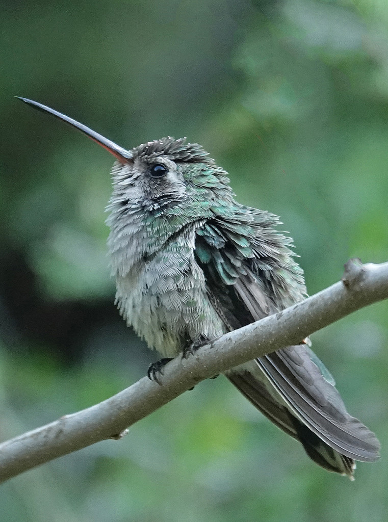 Broad-billed Hummingbird by annepann