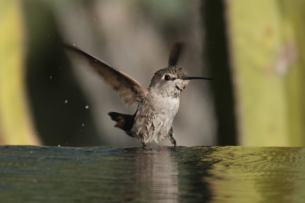 Hummingbird bathing by annepann