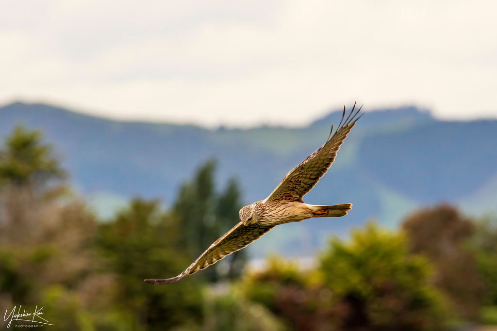 Swamp Harrier by yorkshirekiwi