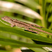 Lizard Resting in the Sun! by rickster549