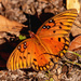 Gulf Fritillary Butterfly Staying on the Ground! by rickster549