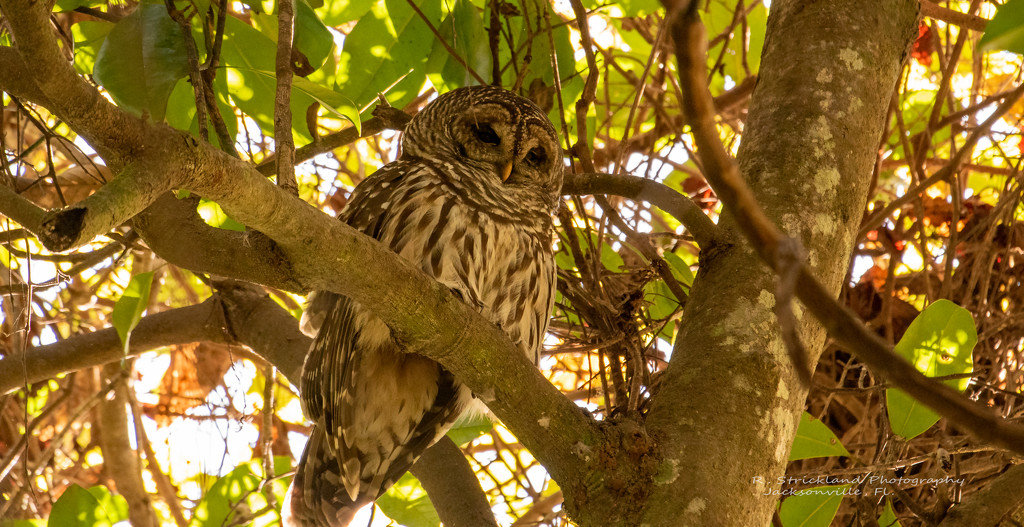 Barred Owl in It's Favorite Spot! by rickster549
