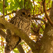 Barred Owl in It's Favorite Spot! by rickster549