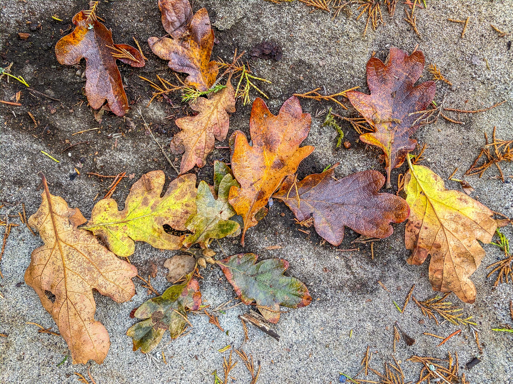 Fall Leaves by kwind