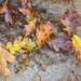 Fall Leaves by kwind