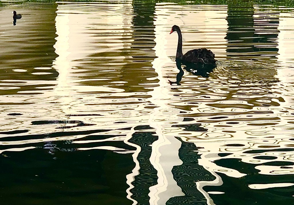 Swan Lake by redy4et