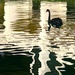 Swan Lake by redy4et