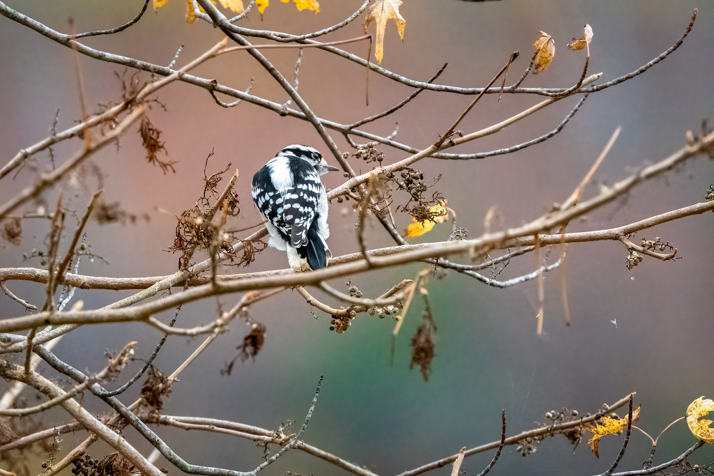 Downy Woodpecker  by nicoleweg