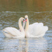 Swans with young. by tonygig