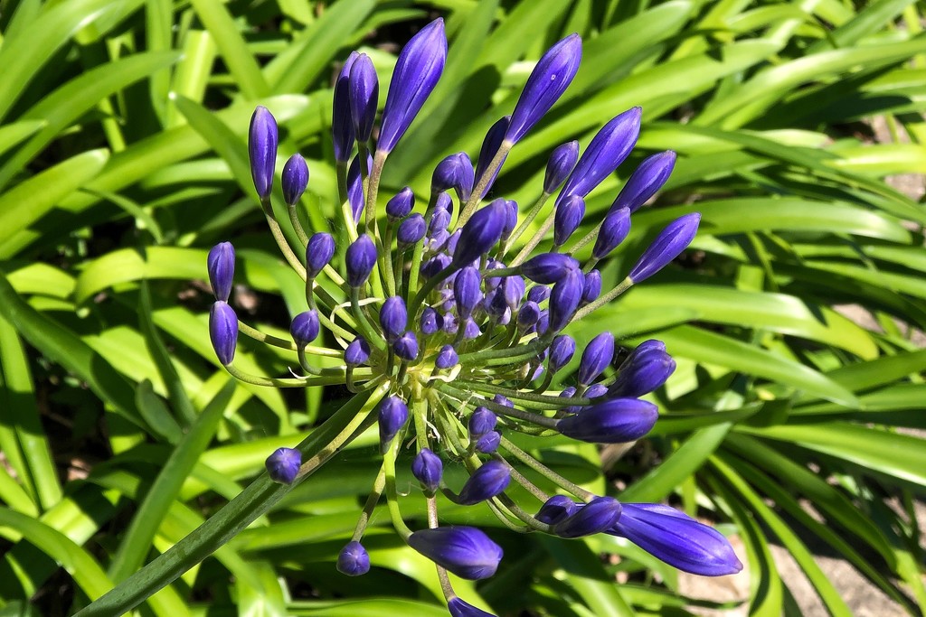 Agapanthus- next stage by johnfalconer