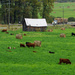 Cows. Hay and Hauling by farmreporter