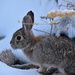 Rabbit In The Snow. by bigdad