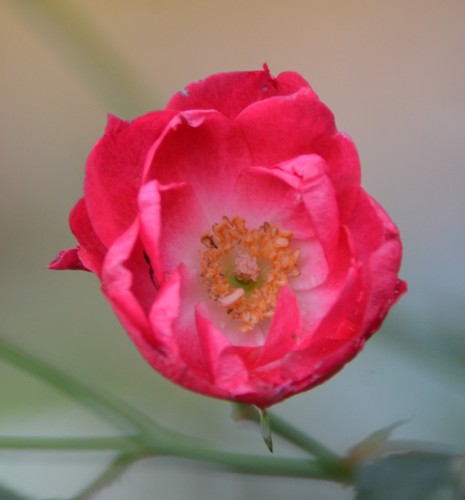 Miniature Rose by arkensiel