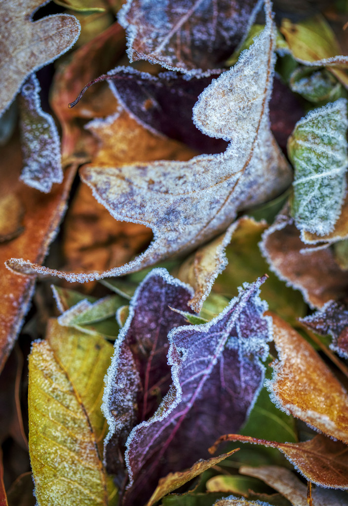 First Frost by kvphoto