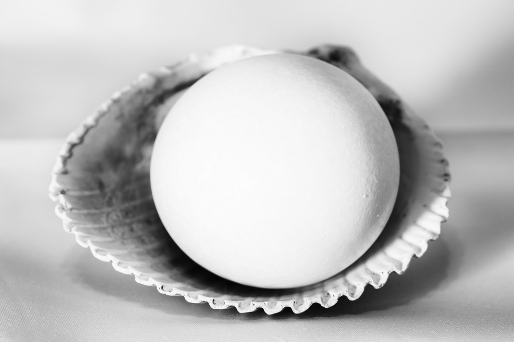 Egg Shell  by kvphoto