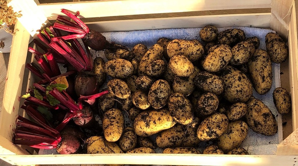 My Potato Harvest (and a few Beetroot)  by susiemc