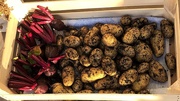 2nd Nov 2020 - My Potato Harvest (and a few Beetroot) 