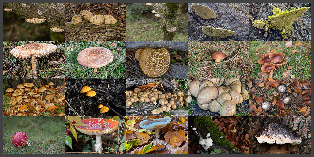 foraging for fotos of fungi  by judithmullineux
