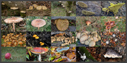 3rd Nov 2020 - foraging for fotos of fungi 