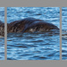Elephant Triptych by judithmullineux