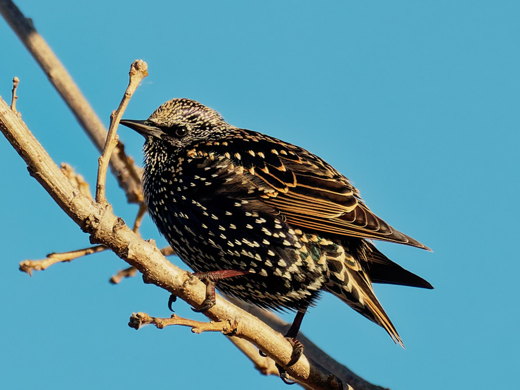 European starling by rminer