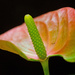 Anthurium by fbailey