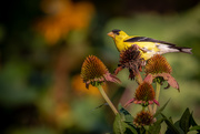 8th Aug 2020 - Goldfinch's Balancing Act