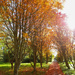 Autumn Avenue by phil_sandford