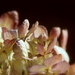 Dried Hydrangea by calm