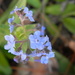 Forget-me-Nots by sfeldphotos