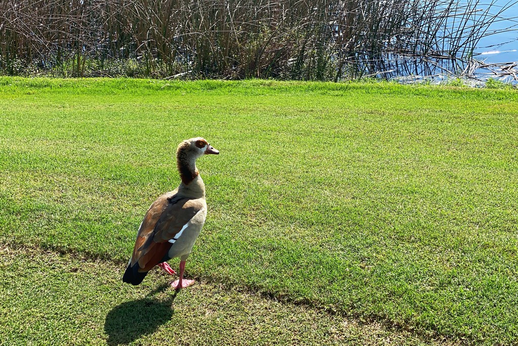 Egyptian goose in Florida  by joesweet