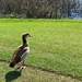 Egyptian goose in Florida  by joesweet