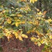Mockernut Hickory or Carya tomentosa... by marlboromaam