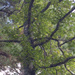 Sweetgum tree... by marlboromaam