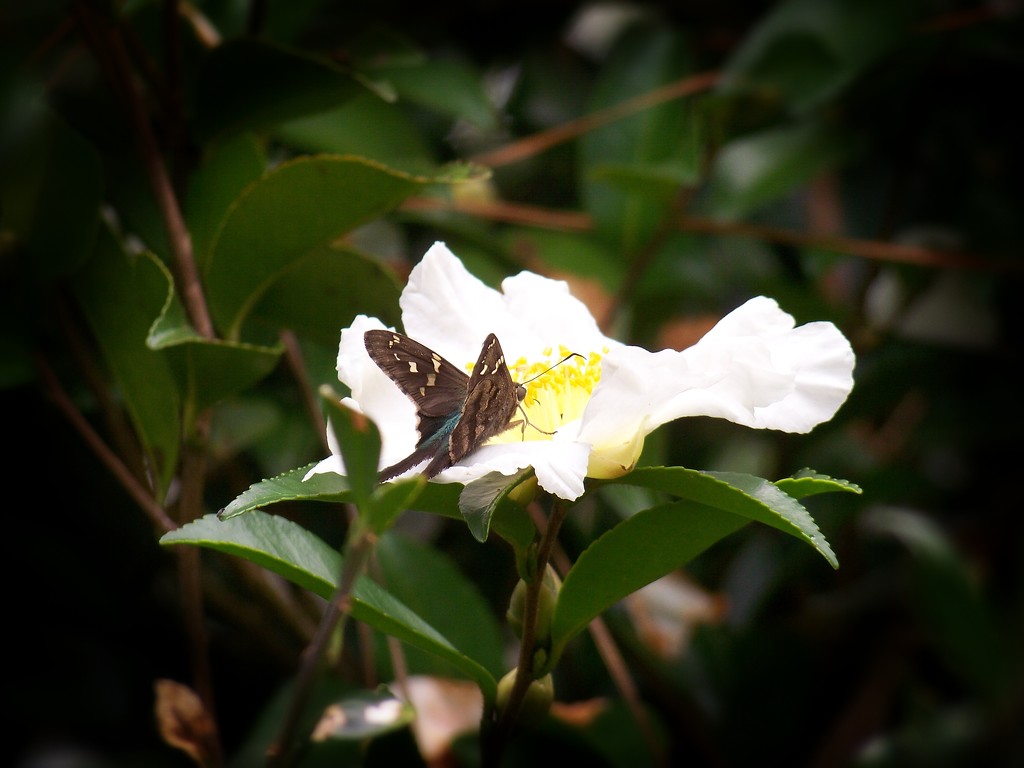 Long-tailed Skipper or  Urbanus proteus by marlboromaam