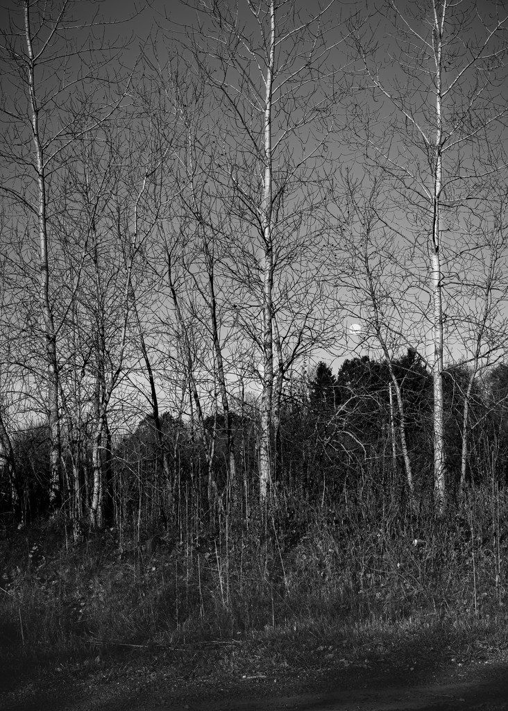 birch trees and moonset by jackies365