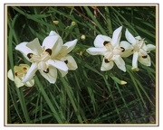 4th Nov 2020 - Beautiful Iris Flowers ~