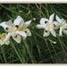 Beautiful Iris Flowers ~ by happysnaps