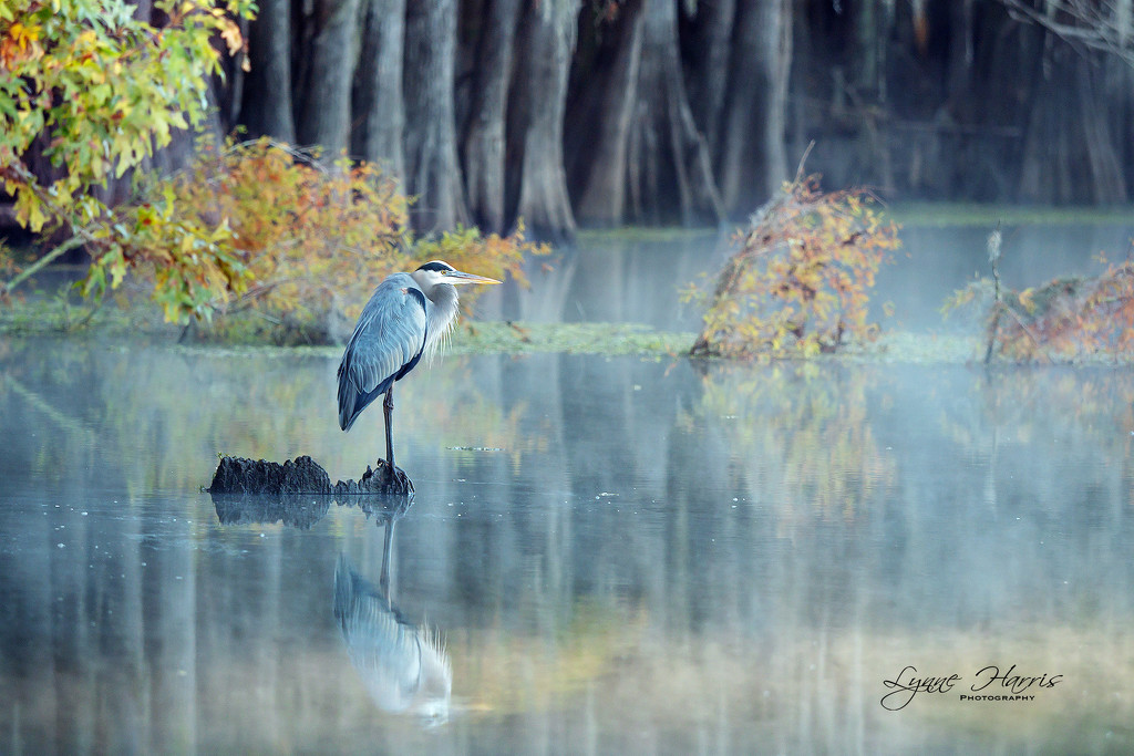 Heron at Caddo Lake by lynne5477