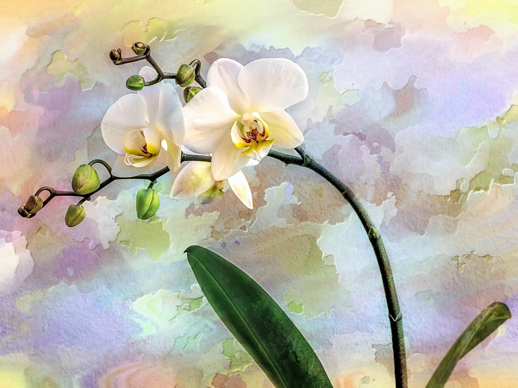 Orchid with watercolours by ludwigsdiana