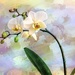 Orchid with watercolours by ludwigsdiana