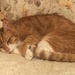 Cat napping  by stuart46